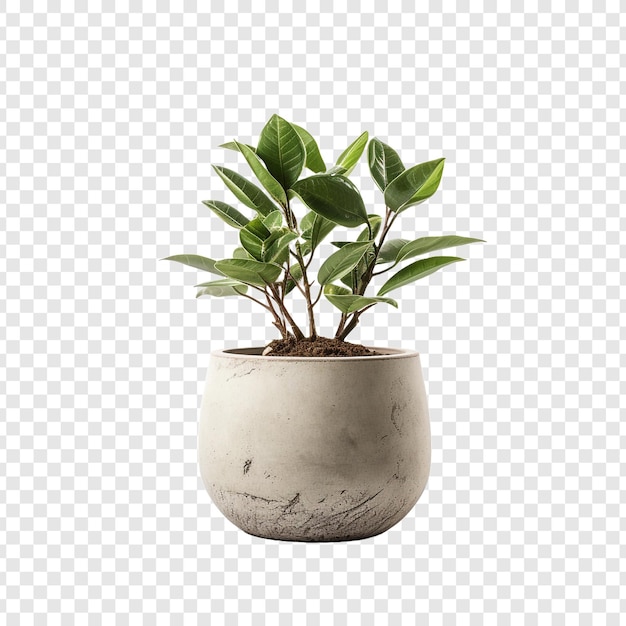 PSD gratuit fleur de pot de plante isolée sur un fond transparent