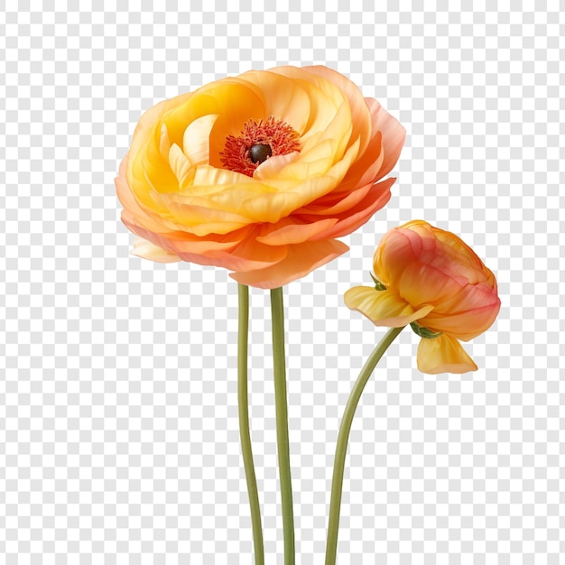 PSD gratuit fleur de renoncule isolée sur fond transparent