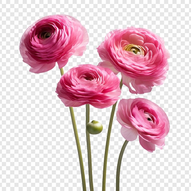 PSD gratuit fleur de renoncule isolée sur fond transparent