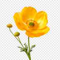 PSD gratuit fleur de renoncule isolée sur fond transparent