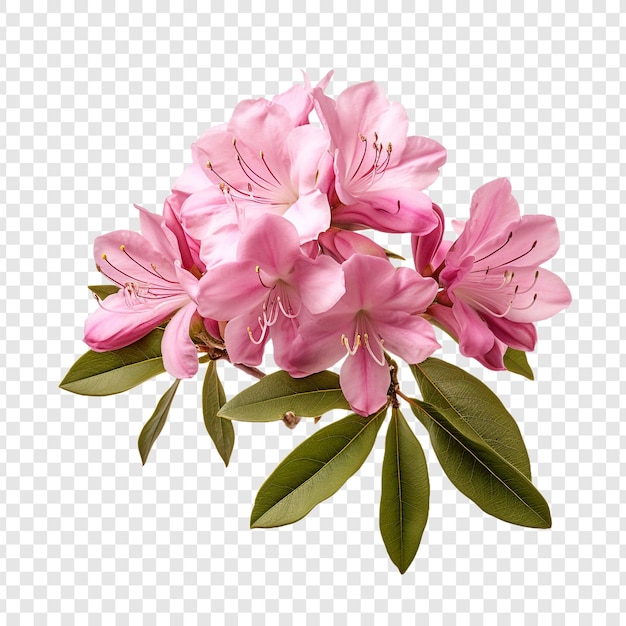 PSD gratuit fleur de rhododendron isolée sur fond transparent