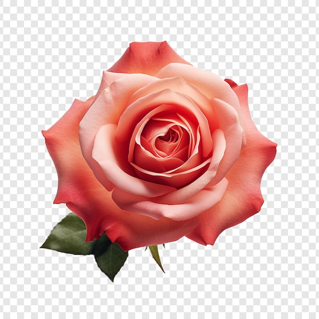 PSD gratuit fleur rose isolée sur fond transparent