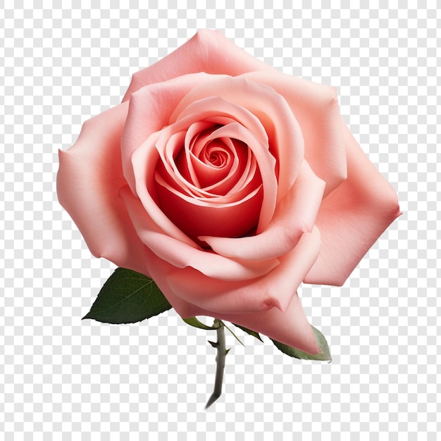 PSD gratuit fleur de rose png isolée sur un fond transparent