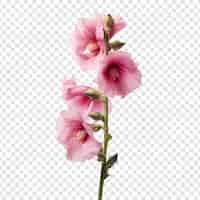 PSD gratuit fleur de rose trémière isolée sur fond transparent