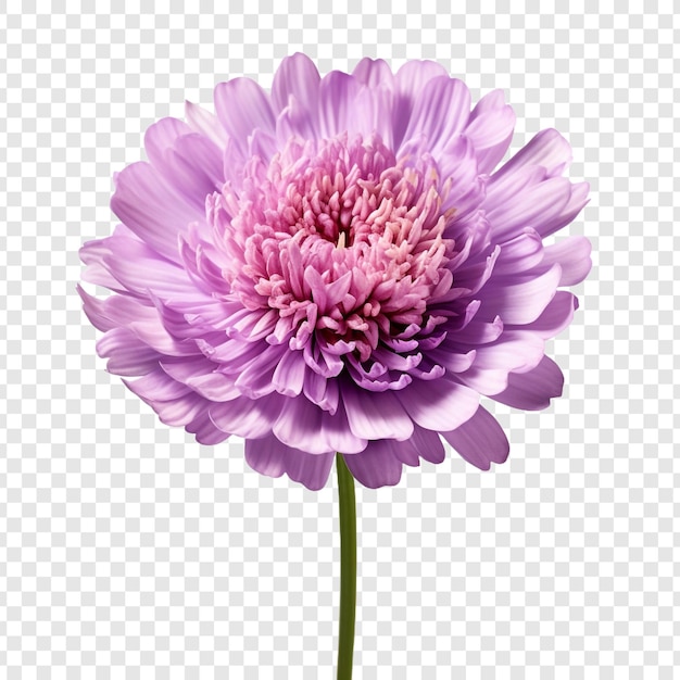 PSD gratuit fleur de scabiose isolée sur fond transparent