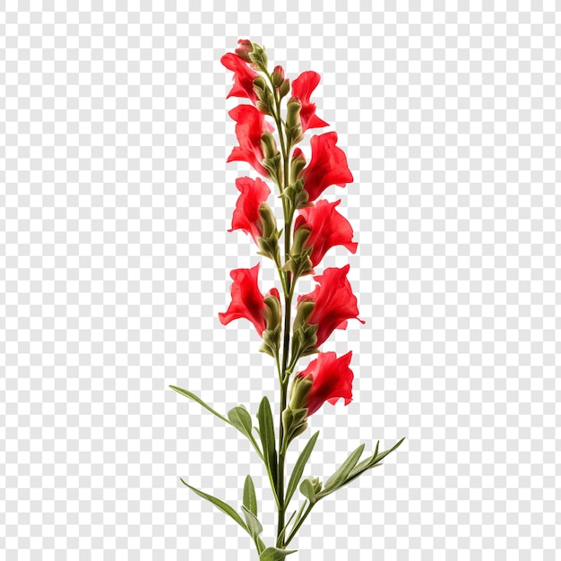 PSD gratuit une fleur de snapdragon isolée sur un fond transparent