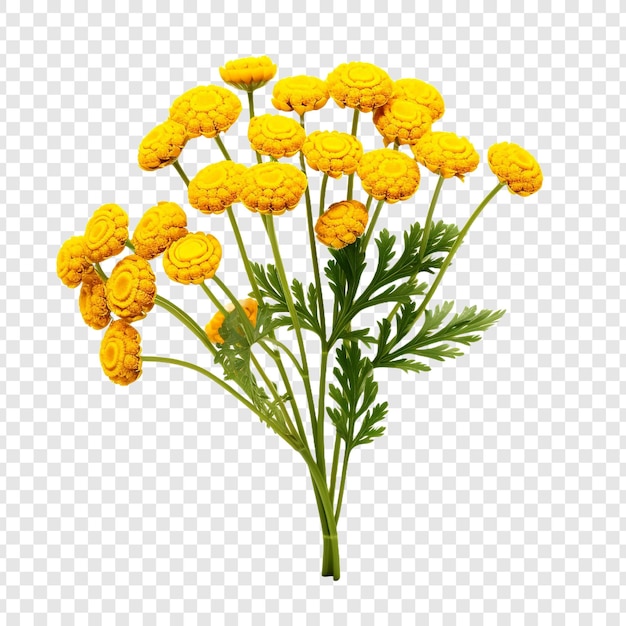 PSD gratuit fleur de tansy isolée sur un fond transparent