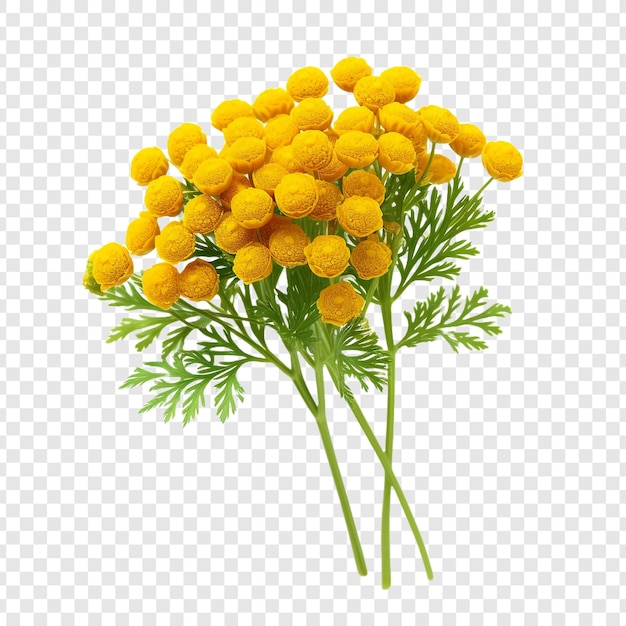 PSD gratuit fleur de tansy isolée sur un fond transparent