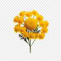 PSD gratuit fleur de tansy isolée sur un fond transparent