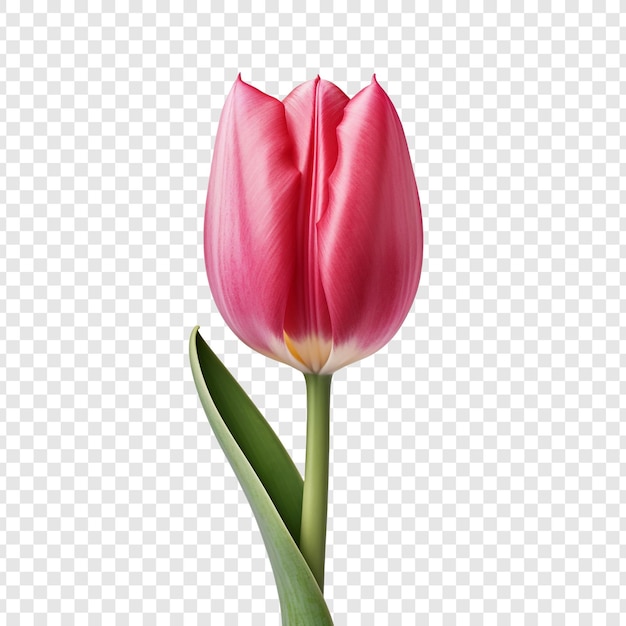 PSD gratuit une fleur de tulipe isolée sur un fond transparent