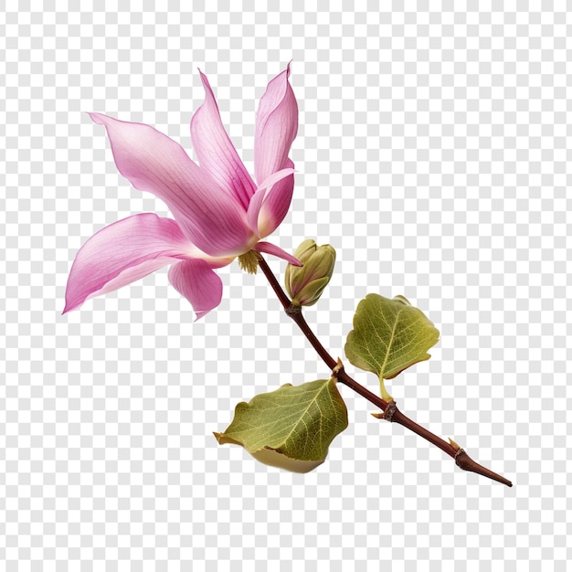 PSD gratuit fleur de tulipier isolée sur fond transparent