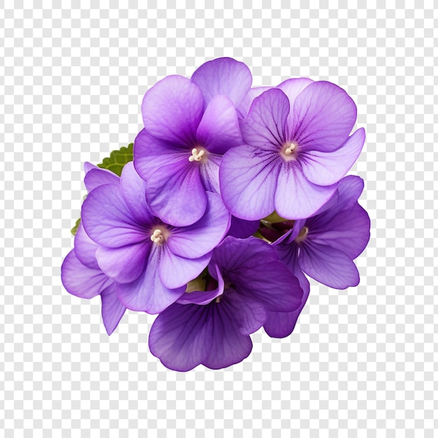 PSD gratuit fleur violette africaine isolée sur fond transparent