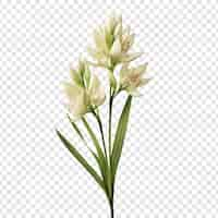 PSD gratuit fleur de yucca isolée sur un fond transparent