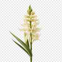 PSD gratuit fleur de yucca isolée sur un fond transparent