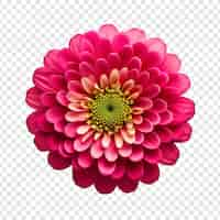 PSD gratuit fleur de zinnia isolée sur fond transparent