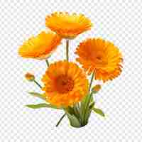 PSD gratuit des fleurs de calendula isolées sur un fond transparent