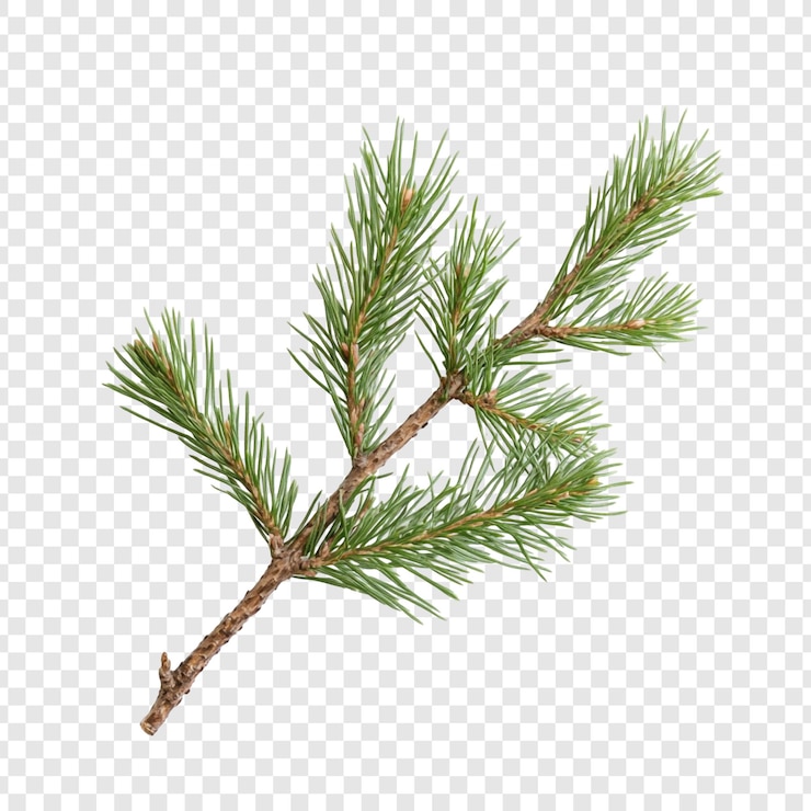 PSD gratuit un gros plan détaillé d'une branche de pin luxuriante