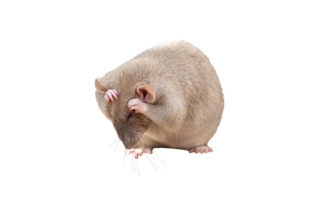 Gros plan d’un rat isolé