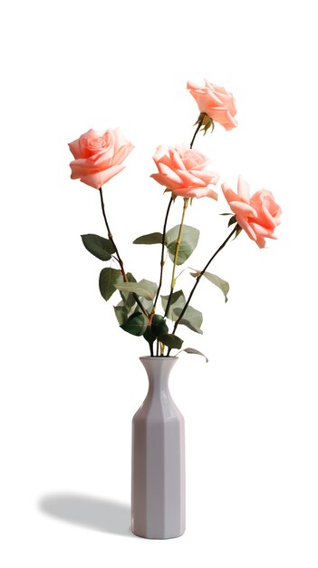Gros plan sur des roses isolées