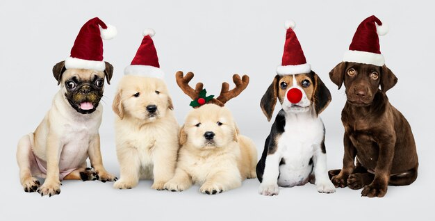 Groupe de chiots portant des chapeaux de Noël pour fêter Noël