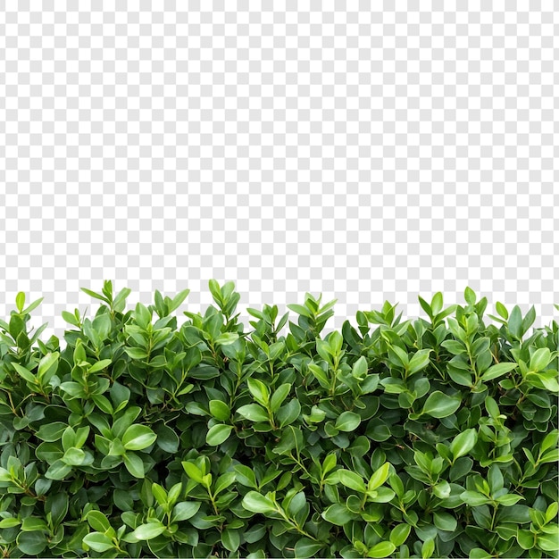Une haie verte et luxuriante, une manifestation vibrante de la beauté de la nature