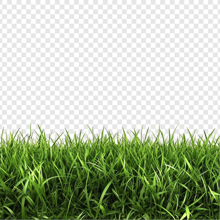 PSD gratuit l'herbe verte luxuriante est à la frontière de la nature et de la beauté verdoyante.