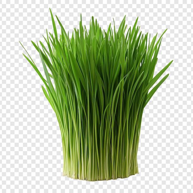 L'herbe verte et vibrante est luxuriante et fraîche