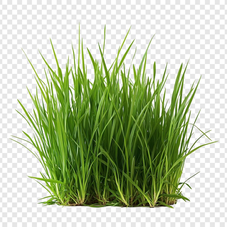 PSD gratuit l'herbe verte vibrante en gros plan les feuilles luxuriantes du printemps