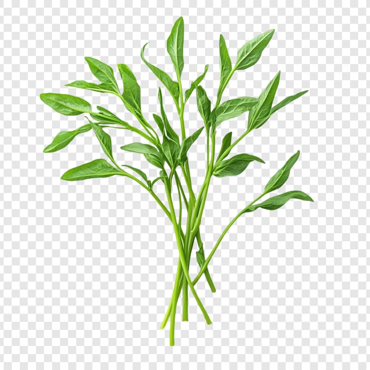 PSD gratuit des herbes vertes vivantes un gros plan des verts frais et luxuriants