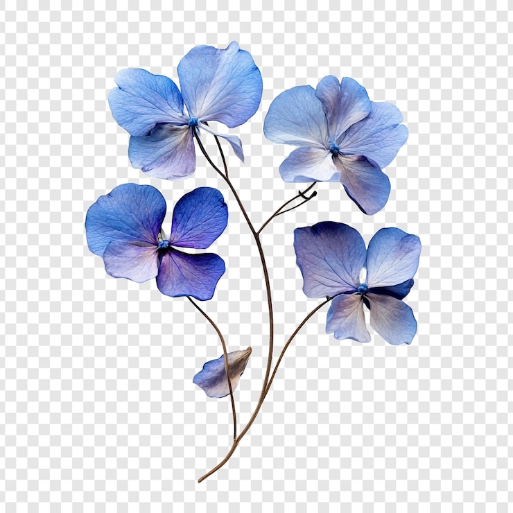 PSD gratuit les hydrangees bleues délicates et sereines