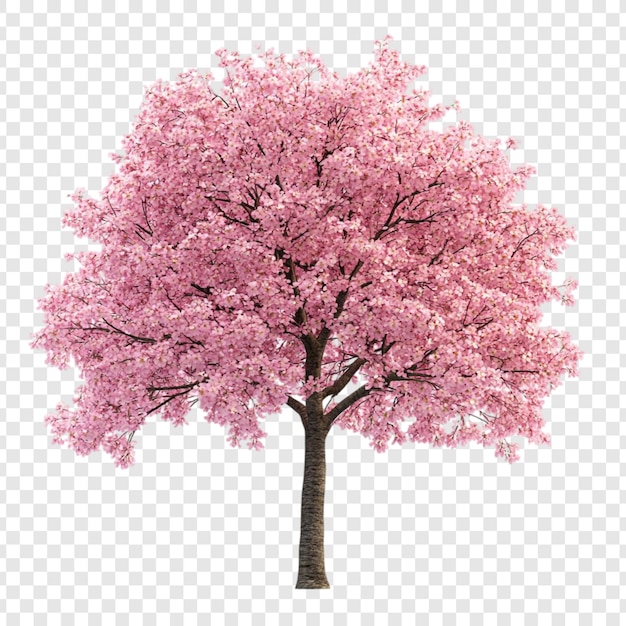 L'incroyable cerisier rose en pleine floraison