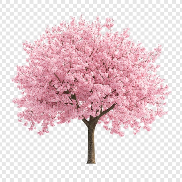 L'incroyable cerisier rose en pleine floraison
