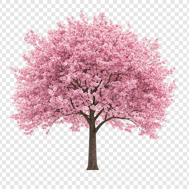 L'incroyable cerisier rose en pleine floraison