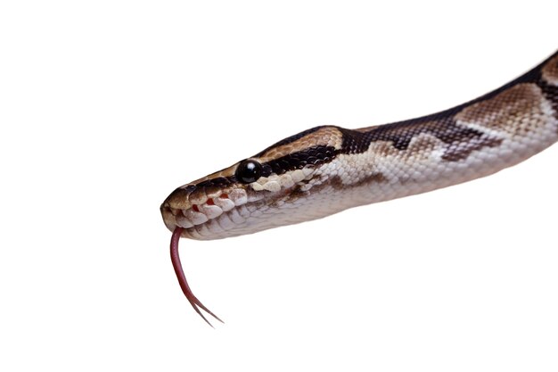 Un joli portrait de serpent de compagnie