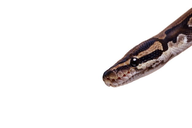 Un joli portrait de serpent de compagnie