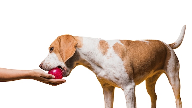 Jolie Scène De Chien Marron Et Blanc