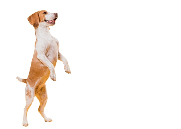 Jolie scène de chien marron et blanc