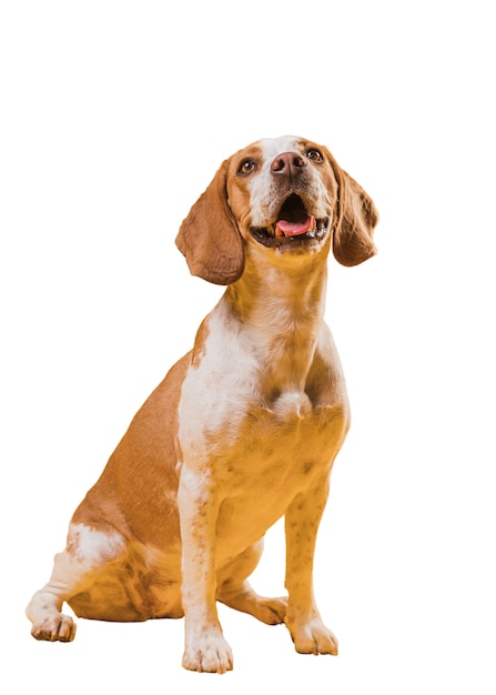 Jolie scène de chien marron et blanc