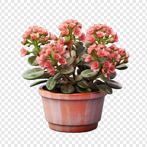 PSD gratuit un kalanchoe lariniata en pot est une belle plante décorative dans la cour de la maison isolée sur un fond transparent