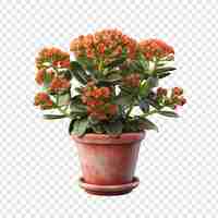 PSD gratuit un kalanchoe lariniata en pot est une belle plante décorative dans la cour de la maison isolée sur un fond transparent