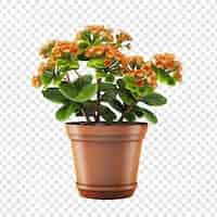 PSD gratuit un kalanchoe lariniata en pot est une belle plante décorative dans la cour de la maison isolée sur un fond transparent