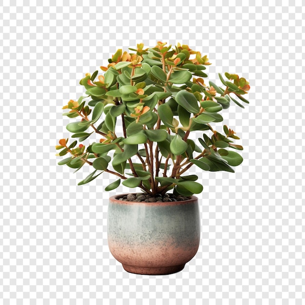 PSD gratuit un kalanchoe lariniata en pot est une belle plante décorative dans la cour de la maison isolée sur un fond transparent