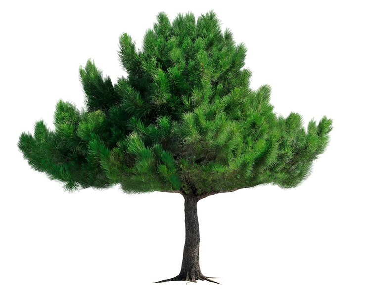 PSD gratuit un magnifique arbre vert