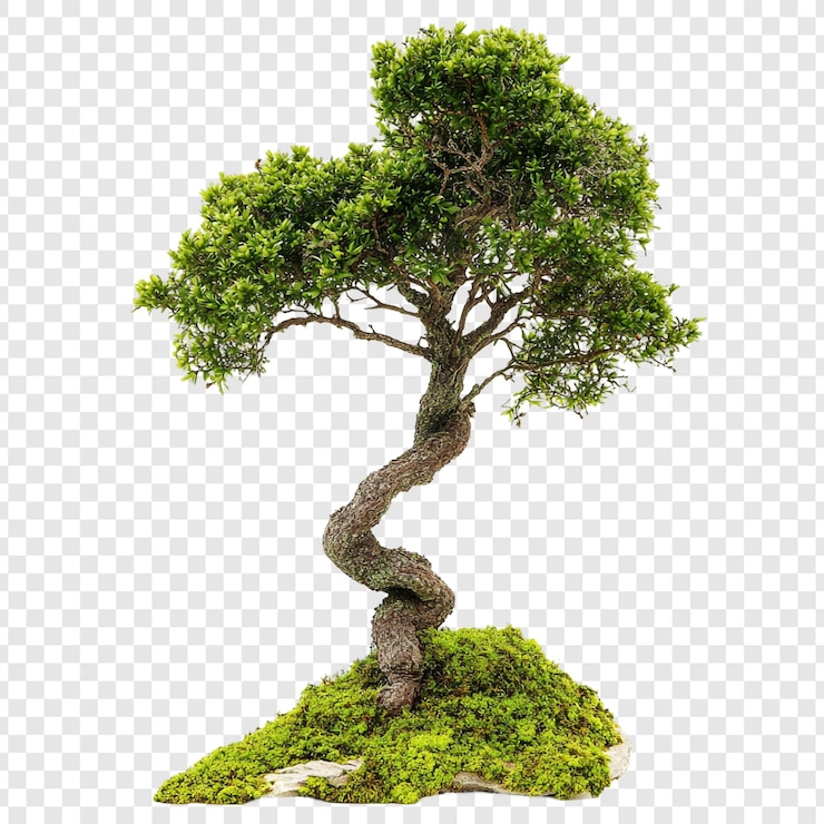PSD gratuit le magnifique bonsaï, symbole de patience et de tranquillité