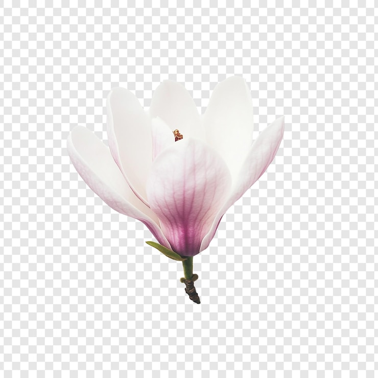 PSD gratuit une magnolie élégante en fleurs un gros plan des pétales délicats