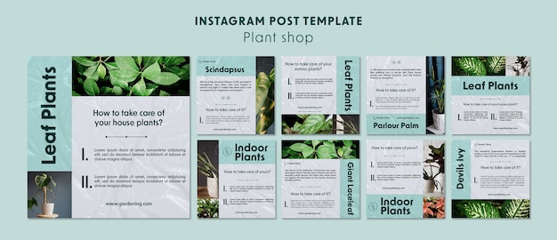 Modèle De Publications Instagram De Magasin De Plantes