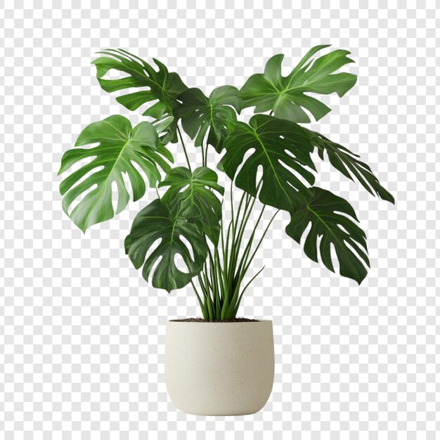 Monstera deliciosa plante dans un pot feuilles vertes luxuriantes décoration de la maison plante d'intérieur feuillage tropical plante en pot verte vibrante plante d'appartement plante de verdure photographie de plante