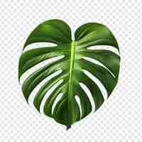 PSD gratuit monstera deliciosa png isolé sur un fond transparent