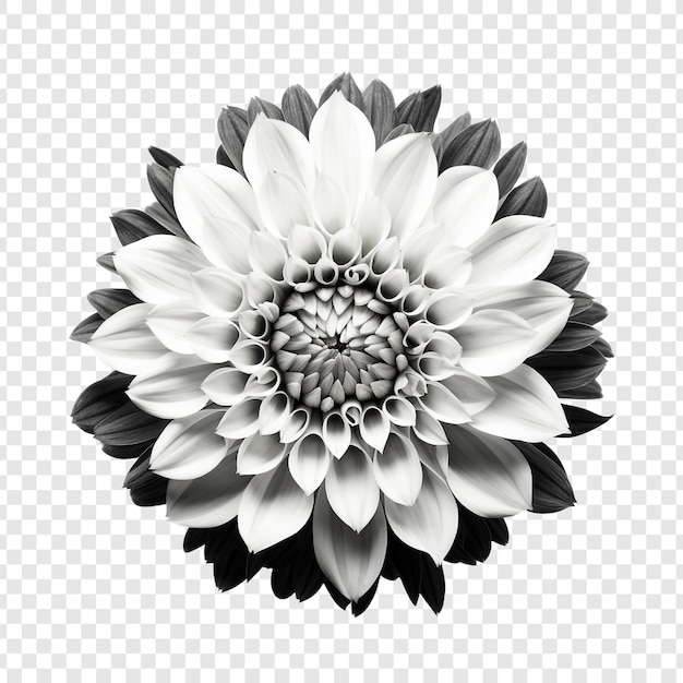 PSD gratuit une mosaïque de fleurs noire et blanche isolée sur un fond transparent