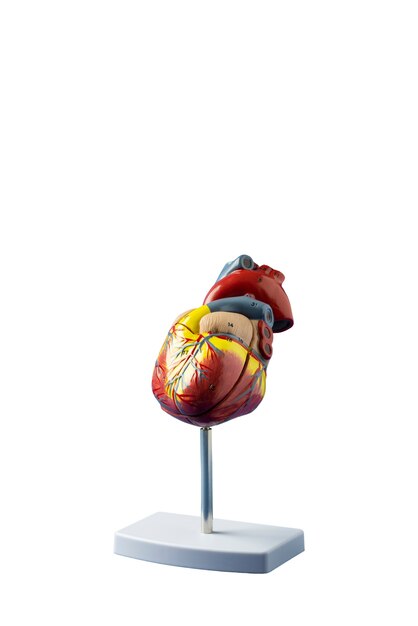La nature morte du cœur anatomique